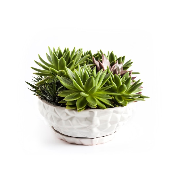 Ceramic white flower pot with Echeveria succulents isolated on white background