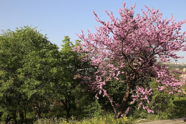 Cercis siliquastrum European crimson or Judas tree abundant flowering