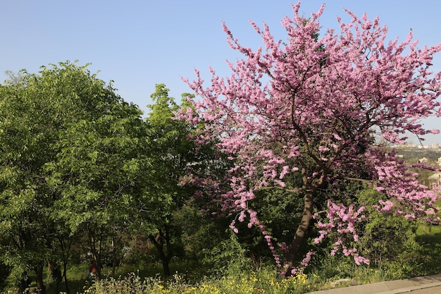 Cercis siliquastrum European crimson or Judas tree abundant flowering