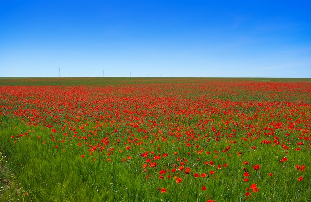 Cereal field meadow in Castile La Mancha