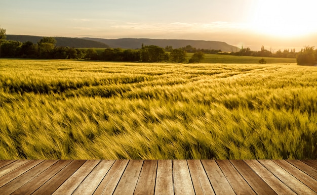 Cereal field in a windy, sunny day