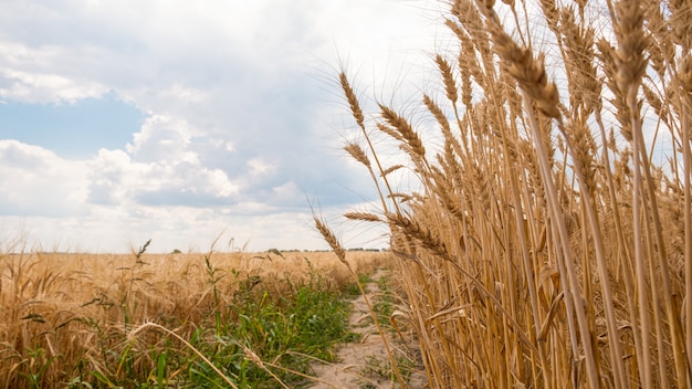 Cereal fields, golden wheat ears.