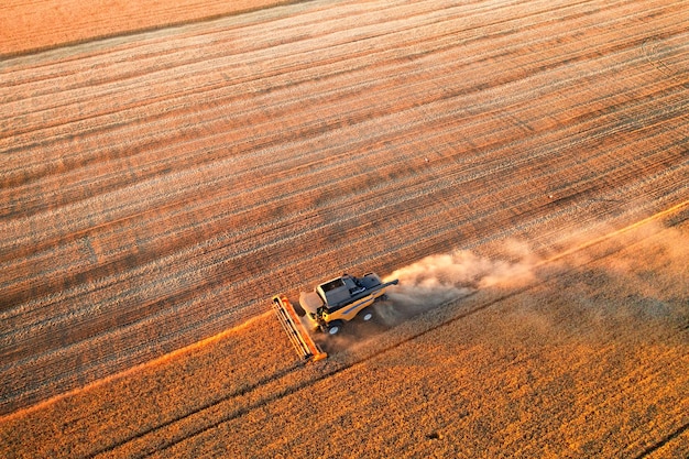 Cereal harvest harvester harvests in the field