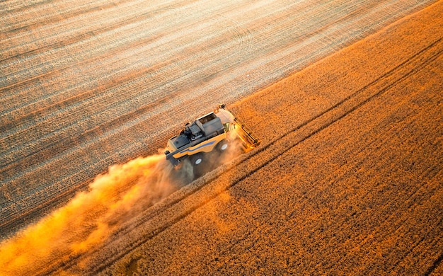 Cereal harvest harvester harvests in the field