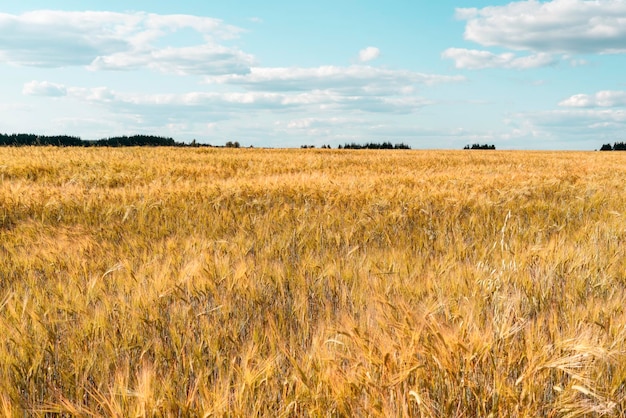 Cereal wheat field in summer harvest natural background copy space spikelets against the blue sky