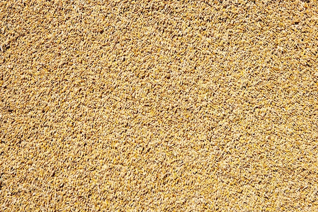  cereal wheat grain texture background