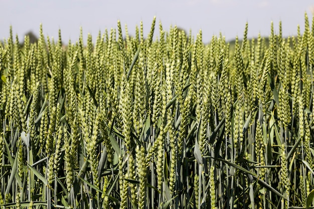   cereals field