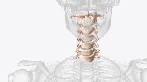 The cervical spine neck region consists of seven bones C1C7 vertebrae which are separated from one another by intervertebral discs