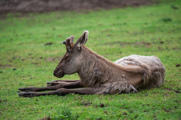 cervid