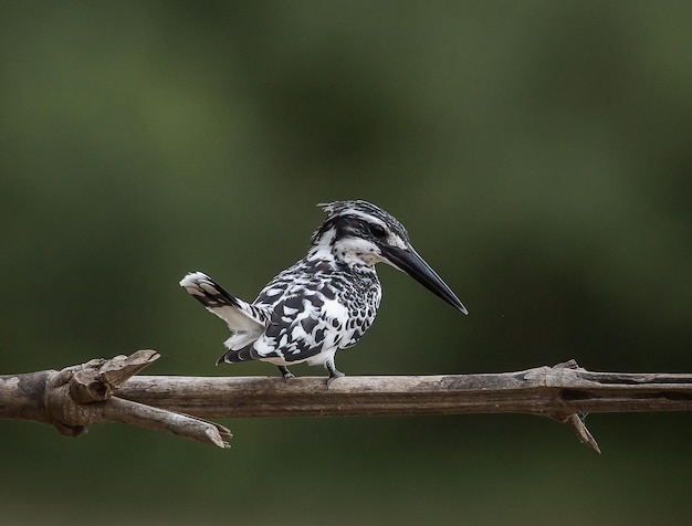 Ceryle rudis on bamboo branch with green background