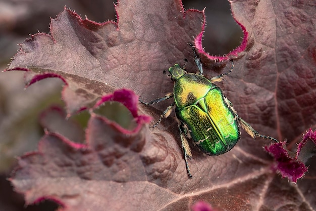 Cetonia aurata golden beetle on a burgundy leaf of geyhera Beauty of nature