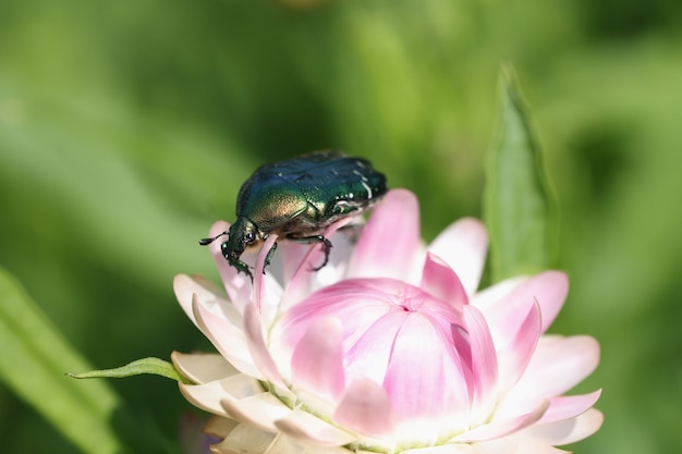 Cetonia aurata golden beetle on flower closeup wildlife insect and beauty in nature concept