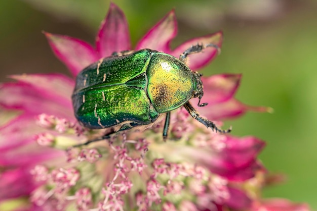 Cetonia aurata golden beetle on pink astrantia flowers Beauty of nature