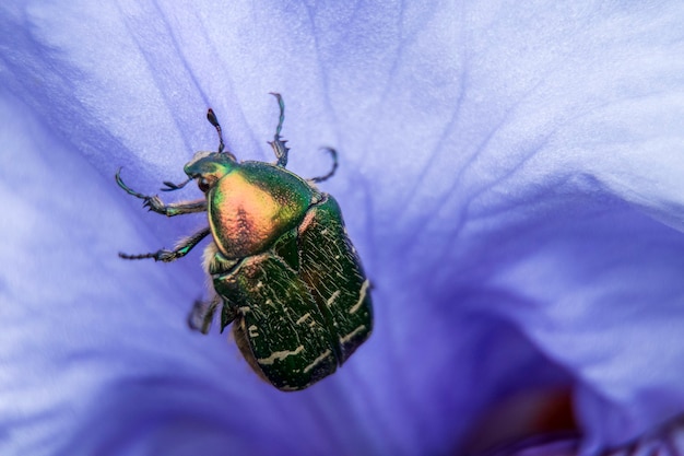 Cetonia aurata and purple petal