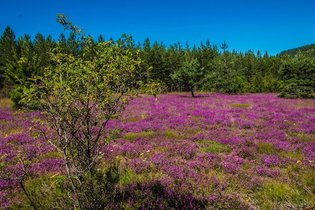 Cevennes national park