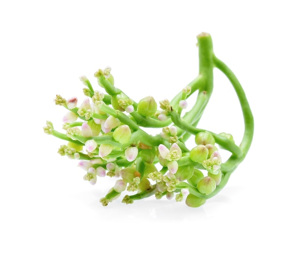 Ceylon Spinach isolated on white background