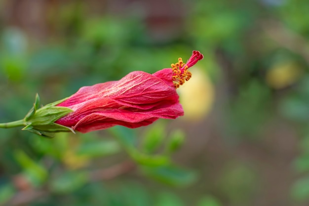 Chaba or Hibiscus rosa sinensis or someone call shoe flower