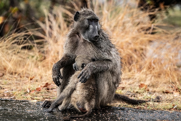 Chacma Baboon Papio Ursinus in Kruger National Park South Africa