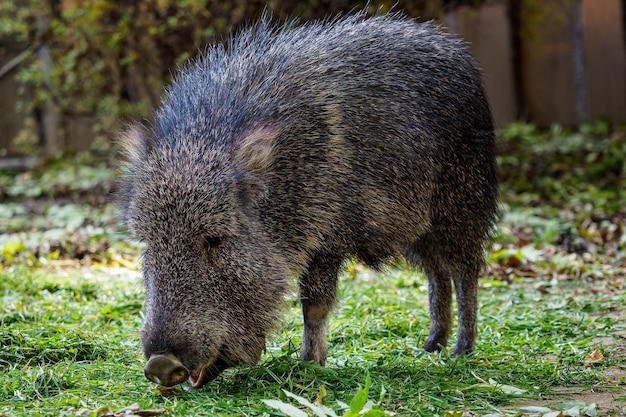 Chacoan peccary Catagonus wagneri eats grass