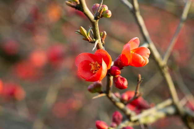 Chaenomeles japonica red tree flowers Maule's quince Gutuiul japonez outdoor close up