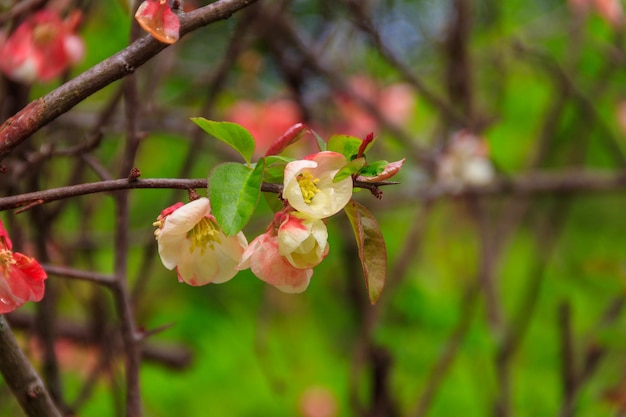 Chaenomeles speciosa the flowering quince Chinese quince or Japanese quince in bloom