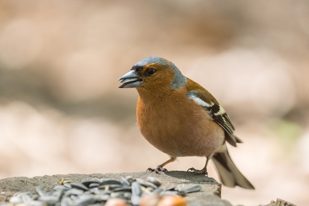 Chaffinch on a branch