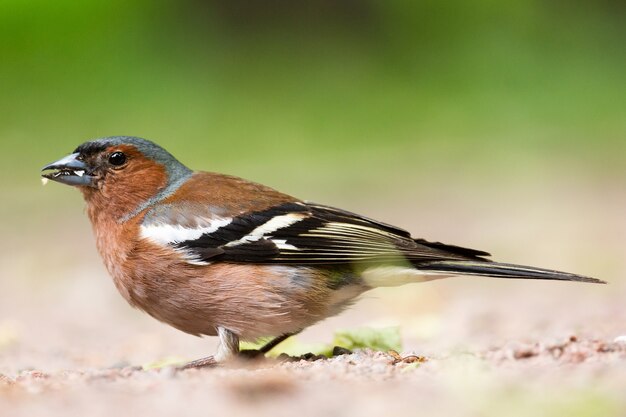 Photo chaffinch on a branch