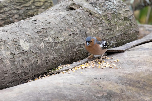 Chaffinch eating seed on a dead tree