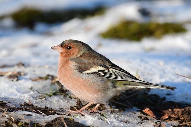 Chaffinch Fringilla coelebs in a beautiful light