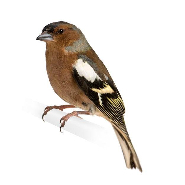 Chaffinch - Fringilla coelebs on its perch isolated