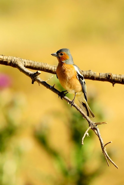 The chaffinch is one of the most common passerines in europe