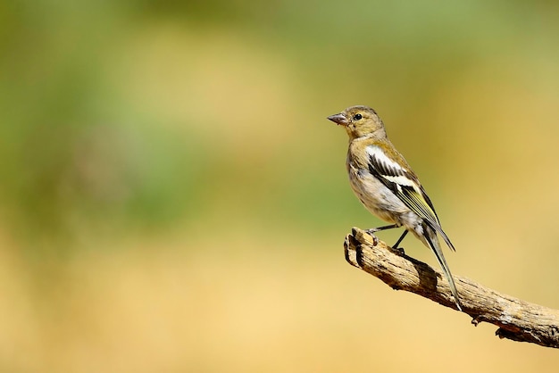 The chaffinch is one of the most common passerines in europe