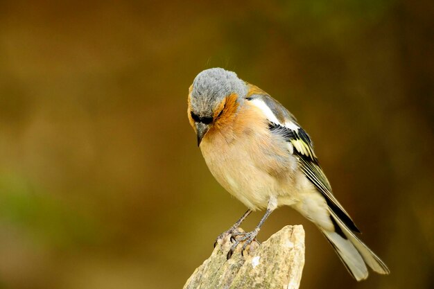 The chaffinch is one of the most common passerines in europe