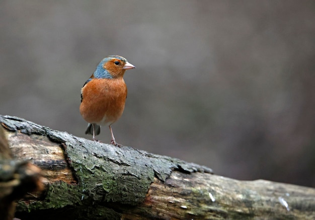 Chaffinch at a woodland feeding site