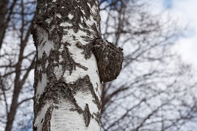 Chaga birch mushroom on tree trunk. Parasite is used in alternative medicine.