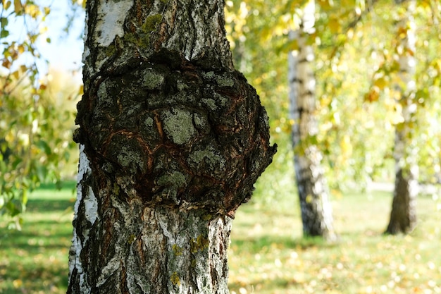 Chaga mushrooms Inonotus obliquus parasitize on birch trunk Dried chaga slowing the aging process