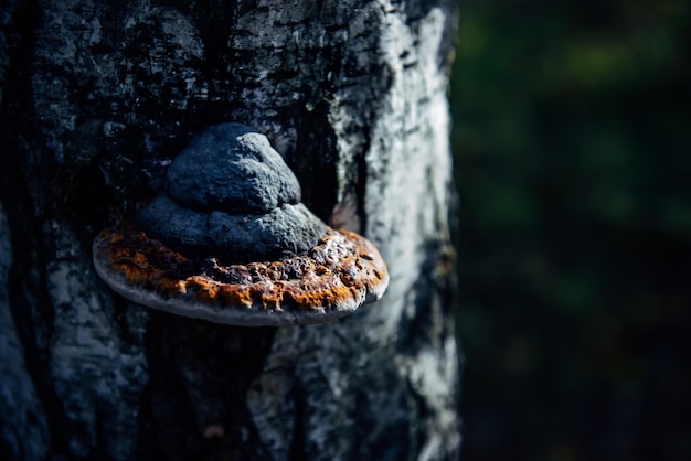 Chaga tree mushroom on old tree trunk. Tinder fungus on birch, close up. Blurred bokeh background.