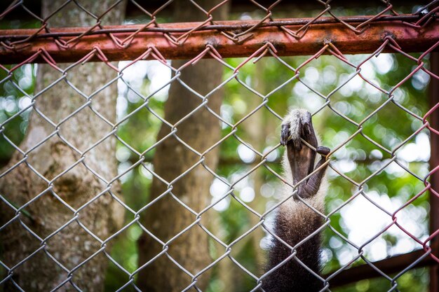 Photo chainlink fence in a zoo