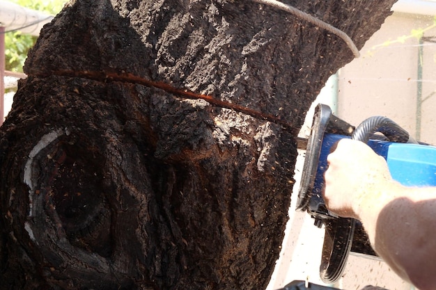 Chainsaw in action for cutting wood worker cuts a tree trunk into logs with a saw Closeup of a saw in motion sawdust flying to the sides Woodworking wood cutting tools wood