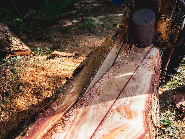 Chainsaw in movement cutting wood. lumberjack worker holding an old chainsaw and sawing the log, big tree in the wood, sawdust flying around.