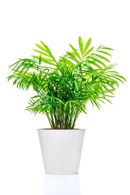 Chamaedorea or Hamedorea. Ornamental green plant for home interior grown in a pot, isolated on white background. Close-up.