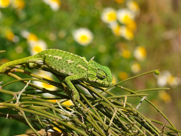 chamaeleo chamaeleon, european chameleon in spain