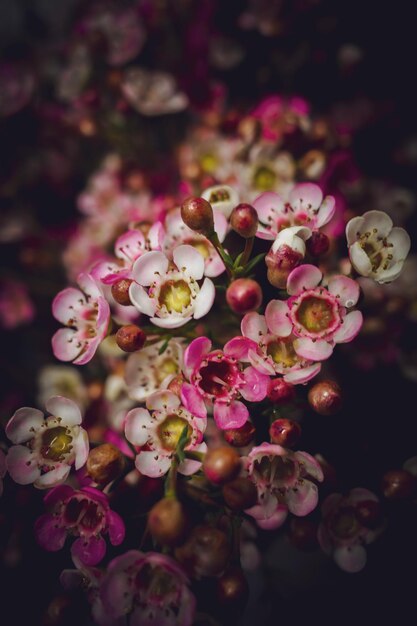 Chamelacium flowers