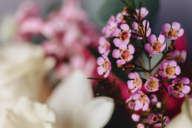 Chamelaucium flower on simple background