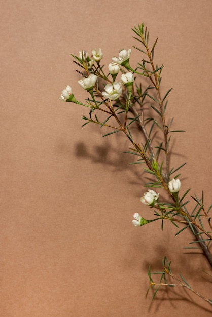 Chamelaucium or wax flower, tender flower, violet blossom, flat lay, top view