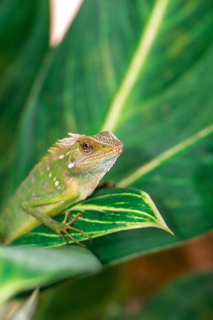 Chameleon animal up close Asian chameleon in the closeup photo