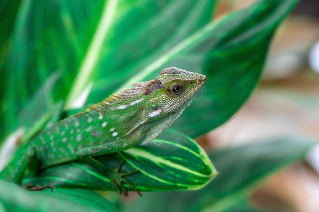 Chameleon animal up close Asian chameleon in the closeup photo