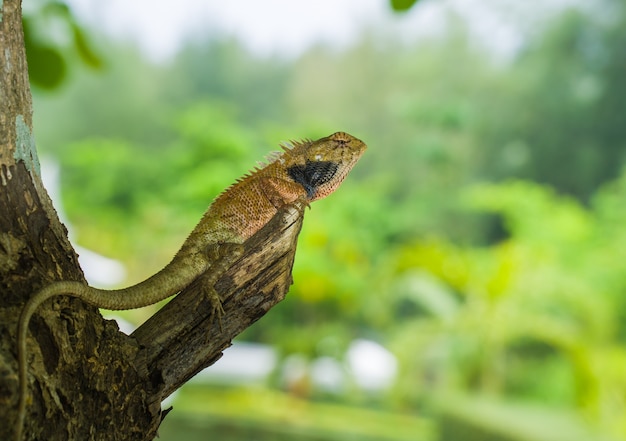 Chameleon on the branch