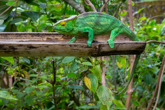 A chameleon in close-up in a national park on Madagascar