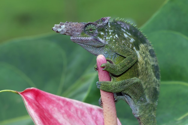 Chameleon fischer closeup on red flower